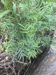 Psoralea platyphylla