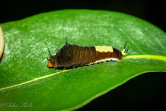 Graphium macfarlanei