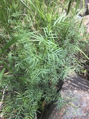 Psoralea platyphylla