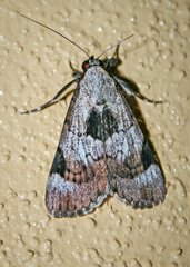 Audea irioleuca
