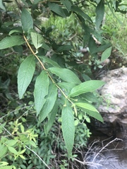 Bowkeria verticillata