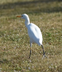 Bubulcus ibis