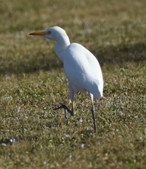 Bubulcus ibis