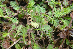 Leptinella filiformis