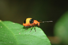 Aulacophora medioflava