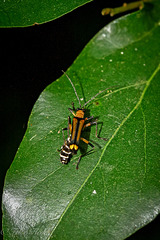 Chauliognathus flavoinclusus