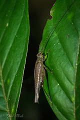 Aphonoides