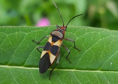 Oncopeltus unifasciatellus