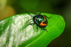 Calliphara