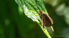 Ancistroides nigrita