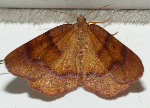 Plagodis pulveraria