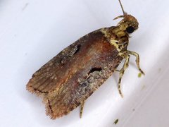 Agonopterix lythrella