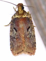 Agonopterix lythrella