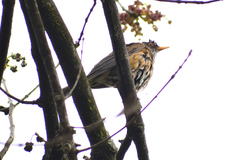 Turdus rufopalliatus
