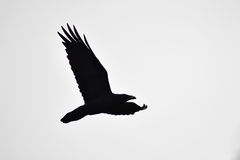 Corvus corax