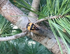 Megatibicen pronotalis