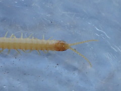 Geophilus regnans