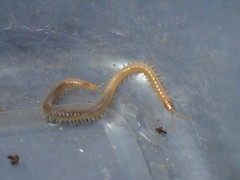 Geophilus regnans