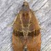 Spirea Leaftier Moth - Photo (c) Stuart Tingley, some rights reserved (CC BY-NC), uploaded by Stuart Tingley
