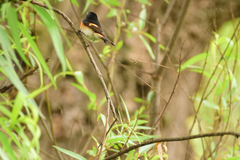 Setophaga ruticilla