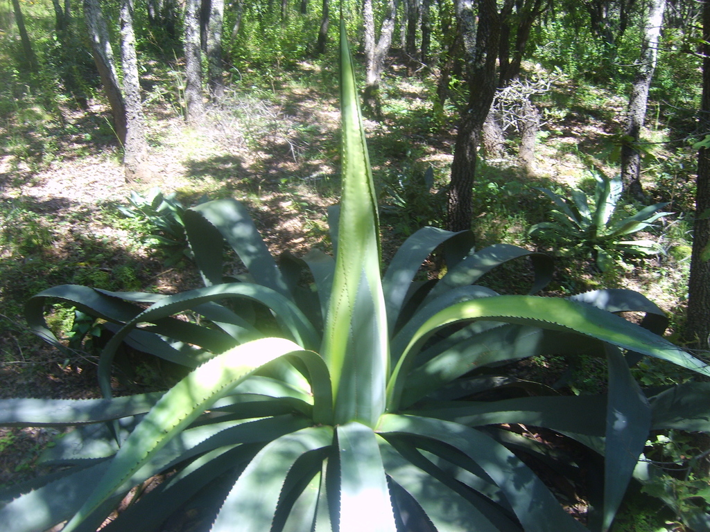 Agave hookeri, Morelia, Mich., México