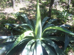 Agave hookeri