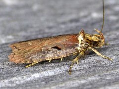 Agonopterix lythrella