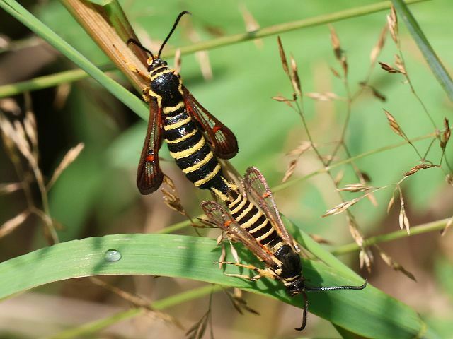 Riley's Clearwing Moth