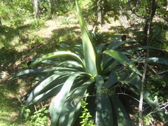 Agave hookeri