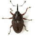 Rugged Flower Weevil - Photo (c) Mike Quinn, Austin, TX, some rights reserved (CC BY-NC), uploaded by Mike Quinn, Austin, TX