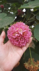 Dombeya × cayeuxii