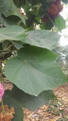 Dombeya × cayeuxii