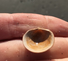 Divalinga quadrisulcata