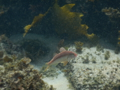 Upeneichthys