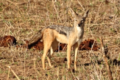 Lupulella mesomelas schmidti