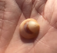 Divalinga quadrisulcata