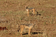 Lupulella mesomelas schmidti