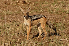 Lupulella mesomelas schmidti