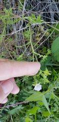 Pholistoma auritum arizonicum