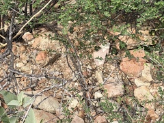 Euphorbia magdalenae