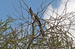 Corythaixoides leucogaster