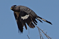 Corythaixoides leucogaster