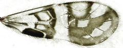 Zelandopsocus formosellus