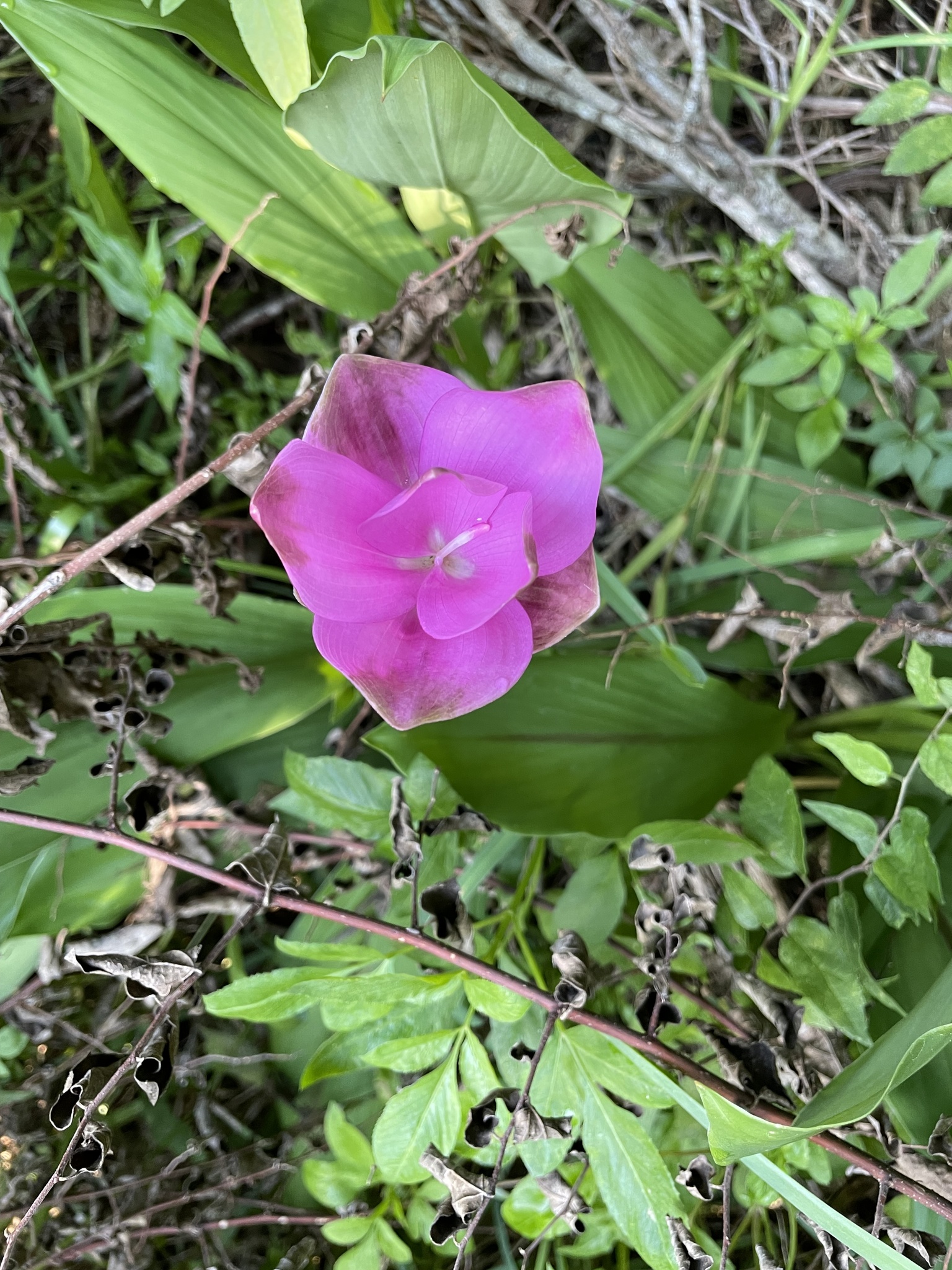 Imagem de Tulipa-do-siam