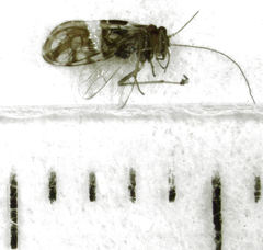 Zelandopsocus formosellus