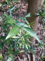 Glycosmis parviflora