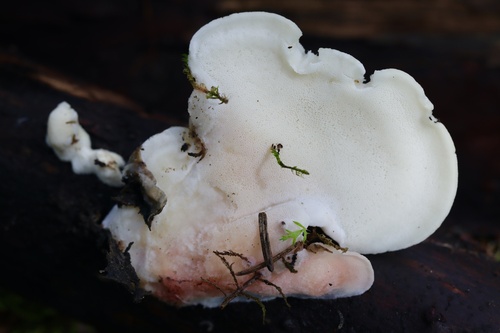 White Cheese Polypore
