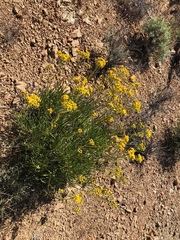 Encelia stenophylla