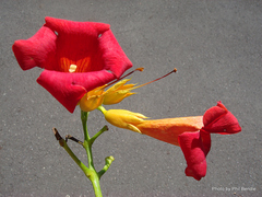 Campsis grandiflora