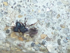 Cratomus megacephalus